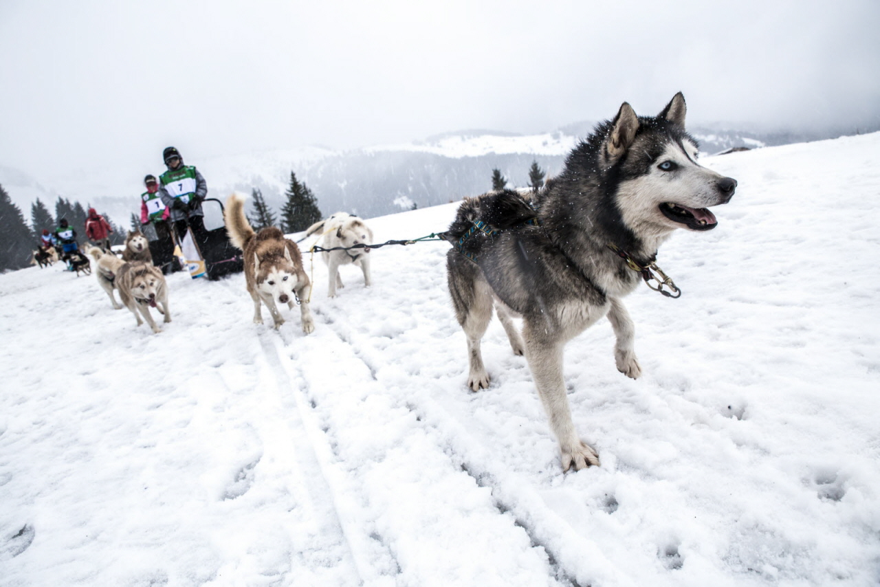 © Vincent Piccerelle