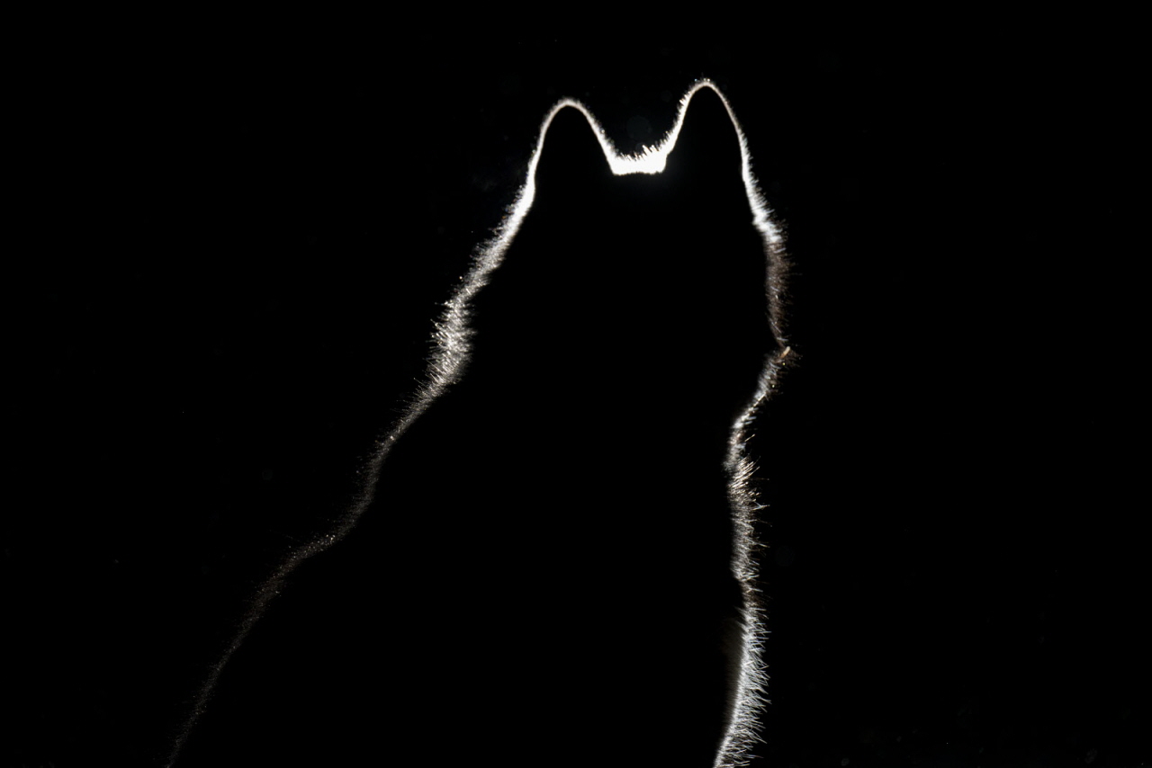 © Benoit Diacre