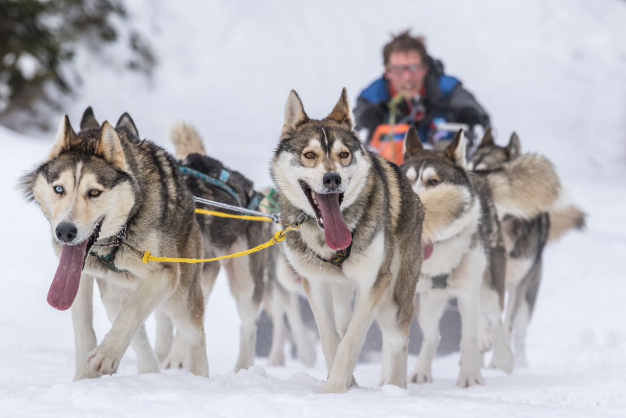 © Vincent Piccerelle