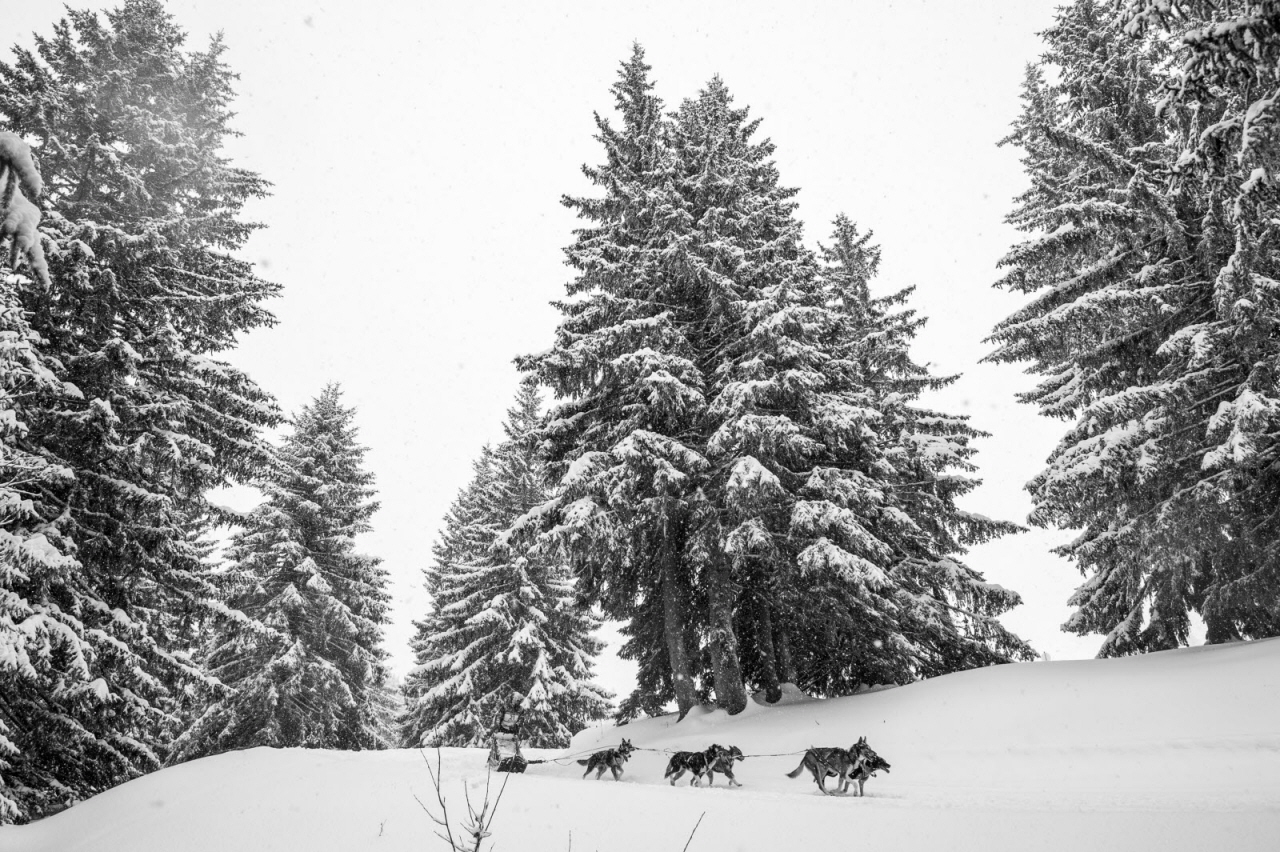 © Benoit Diacre
