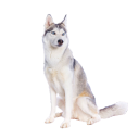 Le Husky de Sibérie