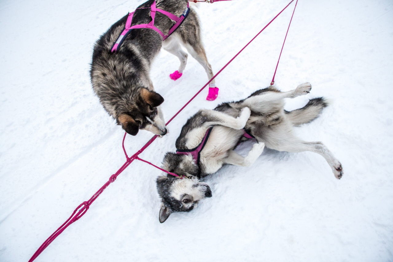 © Vincent Piccerelle