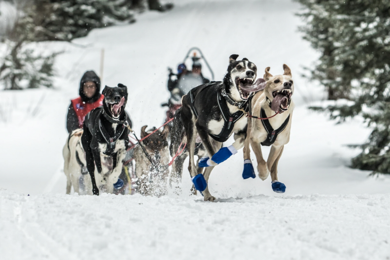 © Vincent Piccerelle