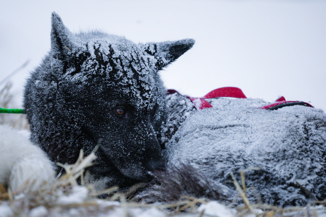 PresseLGO26-17.01-BaptisteAlonsoBraissand-3944 - Copie.jpg