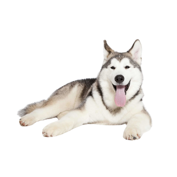 Malamute.png