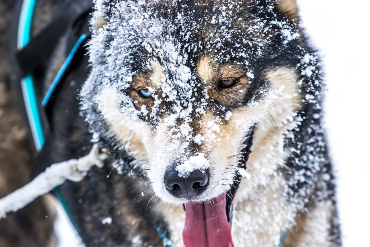 © Vincent Piccerelle