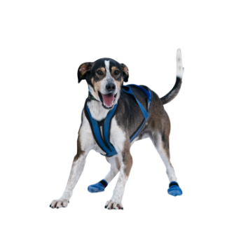 Le European Hound.png