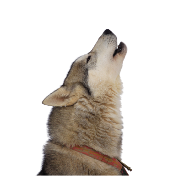 Jean-René VANSTAVEL.png