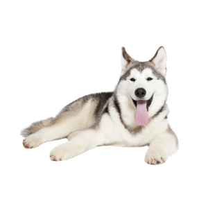 Le Malamute d'Alaska