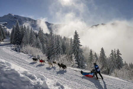 Des chiens qu’on aide et qui aident