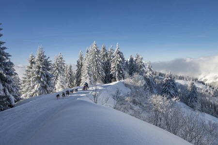 Grand départ sous le soleil d’Avoriaz pour  La Grande Odyssée Royal Canin
