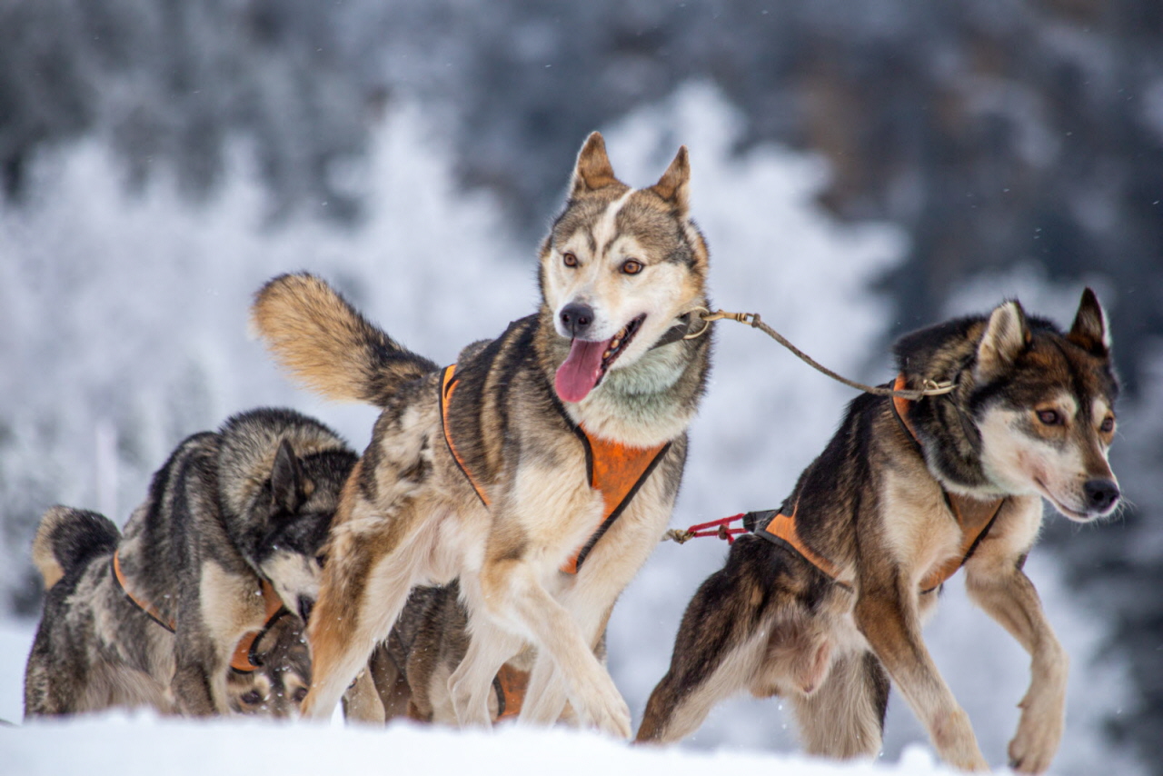 © François-Xavier Repellin