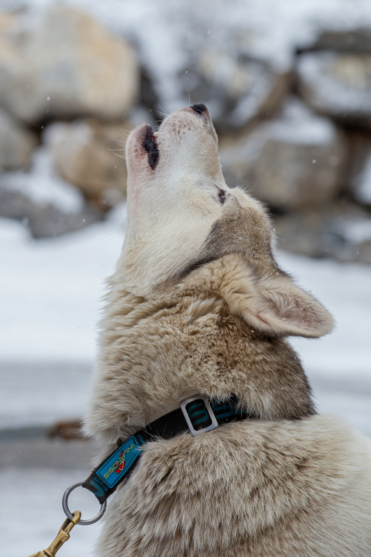 © François-Xavier Repellin