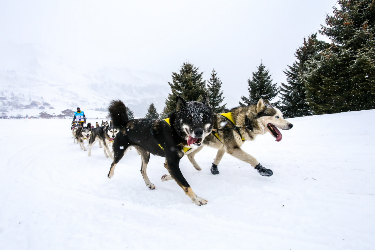 © Vincent Piccerelle