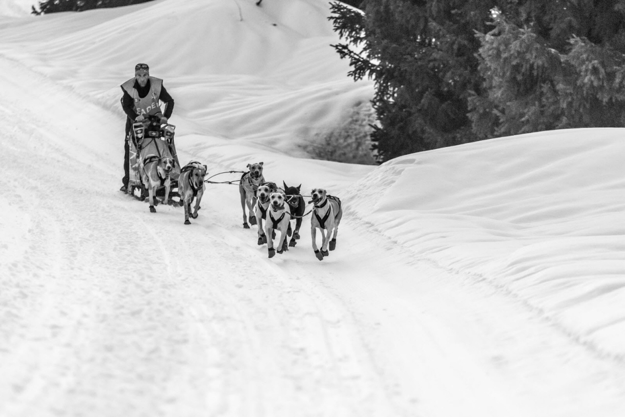 © Vincent Piccerelle